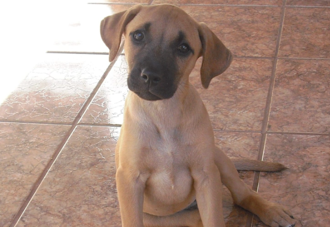 Cachorro Filhote – Vira-lata